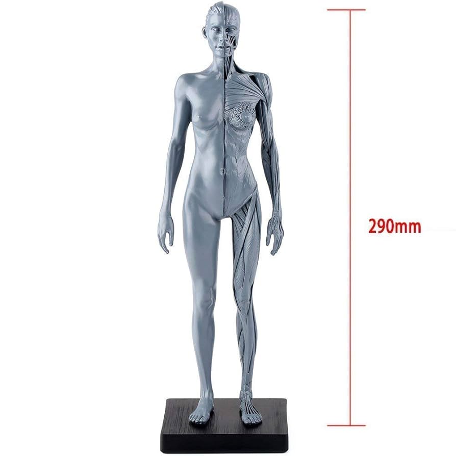 最終値下　新品Supreme Female Anatomy Model人体模型 Supreme Female Anatomy Model (FW18) - $46